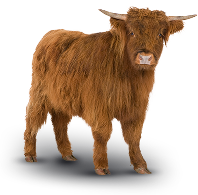 highlandCOW__SM__ORIG
